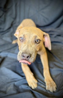 Smooch- Puppy #4 (CoPAC Litter #2/ 2026) photo 5