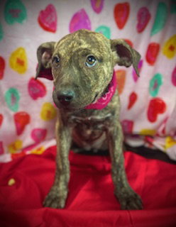 Valentine- Puppy #5 (CoPAC Litter #2/ 2026)