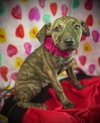Valentine- Puppy #5 (CoPAC Litter #2/ 2026)