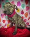 Valentine- Puppy #5 (CoPAC Litter #2/ 2026)