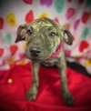 Valentine- Puppy #5 (CoPAC Litter #2/ 2026)