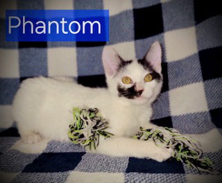 Phantom