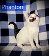 Phantom
