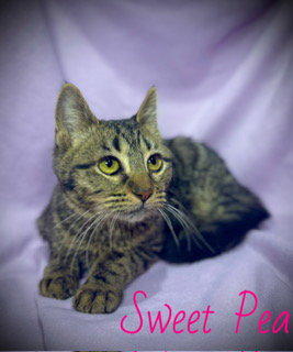 Sweat Pea