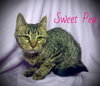 Sweat Pea