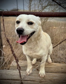 BUTTER - Chihuahua / Corgi available for adoption
