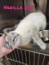 Vanilla Ice
