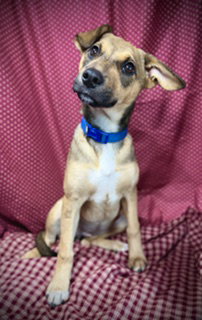 Rikka, an adoptable Jack Russell Terrier in Pleasanton, TX