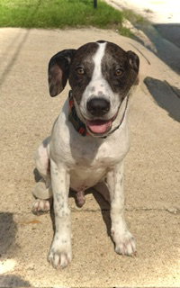 Odin- Puppy #1 (CS Litter #1/2026)
