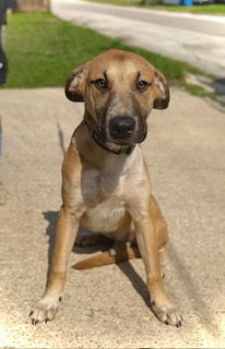 Zeus- Puppy #2 (CS Litter #1/2026), an adoptable Great Dane in Pleasanton, TX
