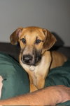 Zeus- Puppy #2 (CS Litter #1/2026)