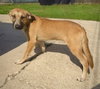 Zeus- Puppy #2 (CS Litter #1/2026)