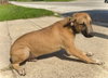 Zeus- Puppy #2 (CS Litter #1/2026)