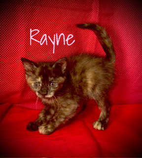Rayne