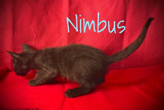 Nimbus
