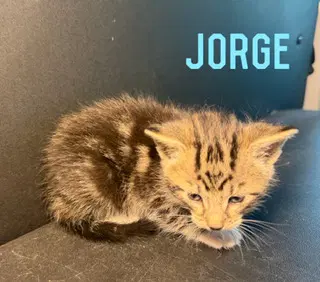 Jorge - Domestic Medium Hair