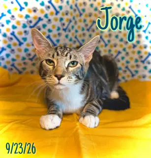 Jorge - Domestic Medium Hair