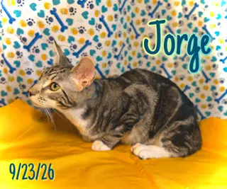 Jorge image 3