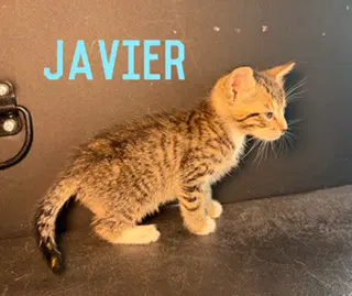 Javier - Domestic Short Hair