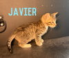 Javier