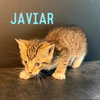 Javier