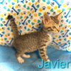 Javier
