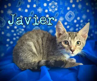 Javier image 4