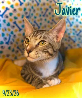 Javier - Domestic Short Hair