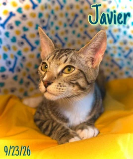 Javier
