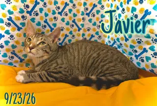 Javier image 3