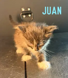 Juan - Domestic Medium Hair