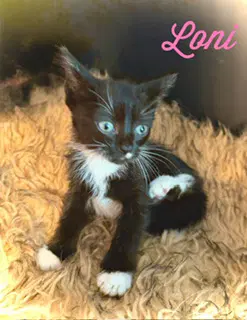 Loni - Domestic Short Hair
