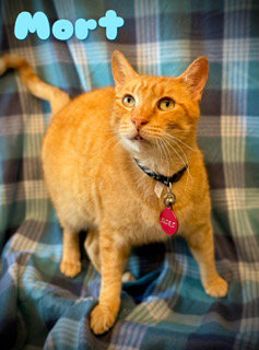 Mort, an adoptable Tabby in Pleasanton, TX