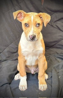 Spur, an adoptable Catahoula Leopard Dog in Pleasanton, TX