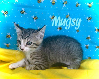Mugsy