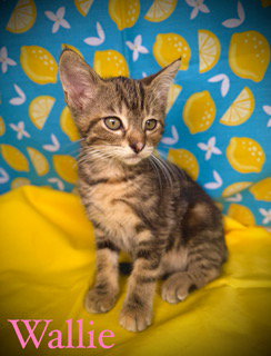 Wallie, an adoptable Domestic Short Hair in Pleasanton, TX