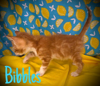 Bibbles