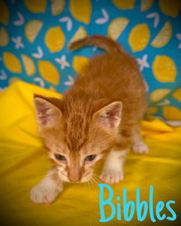 Bibbles photo 2