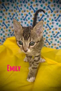 Emily image 3