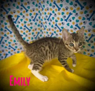 Emily image 4