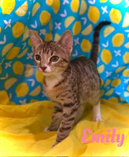 Emily image 1
