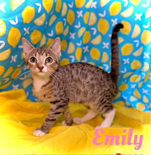 Emily image 2