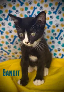 Bandit image 3