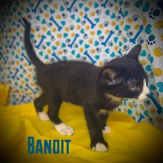 Bandit image 4