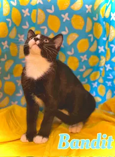 Bandit - Domestic Short Hair