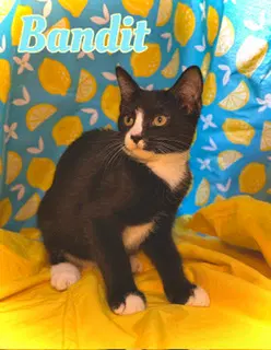 Bandit image 2