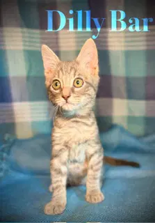 Dillybar - Domestic Short Hair