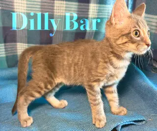 Dillybar image 2