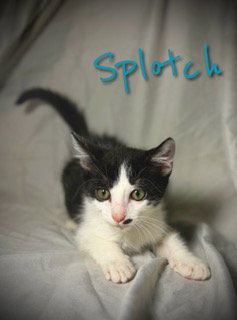 Splotch