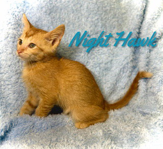 Nighthawk